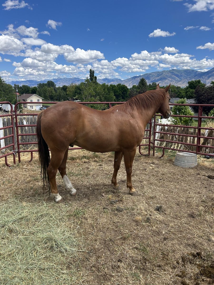 15 year old sorrel riding/pulling horse