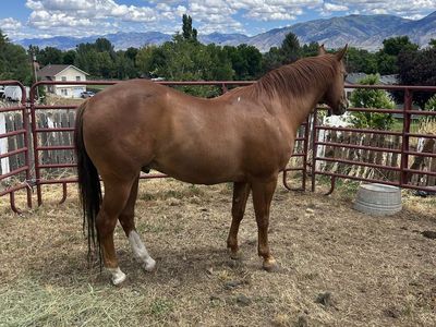 15 year old sorrel riding/pulling horse