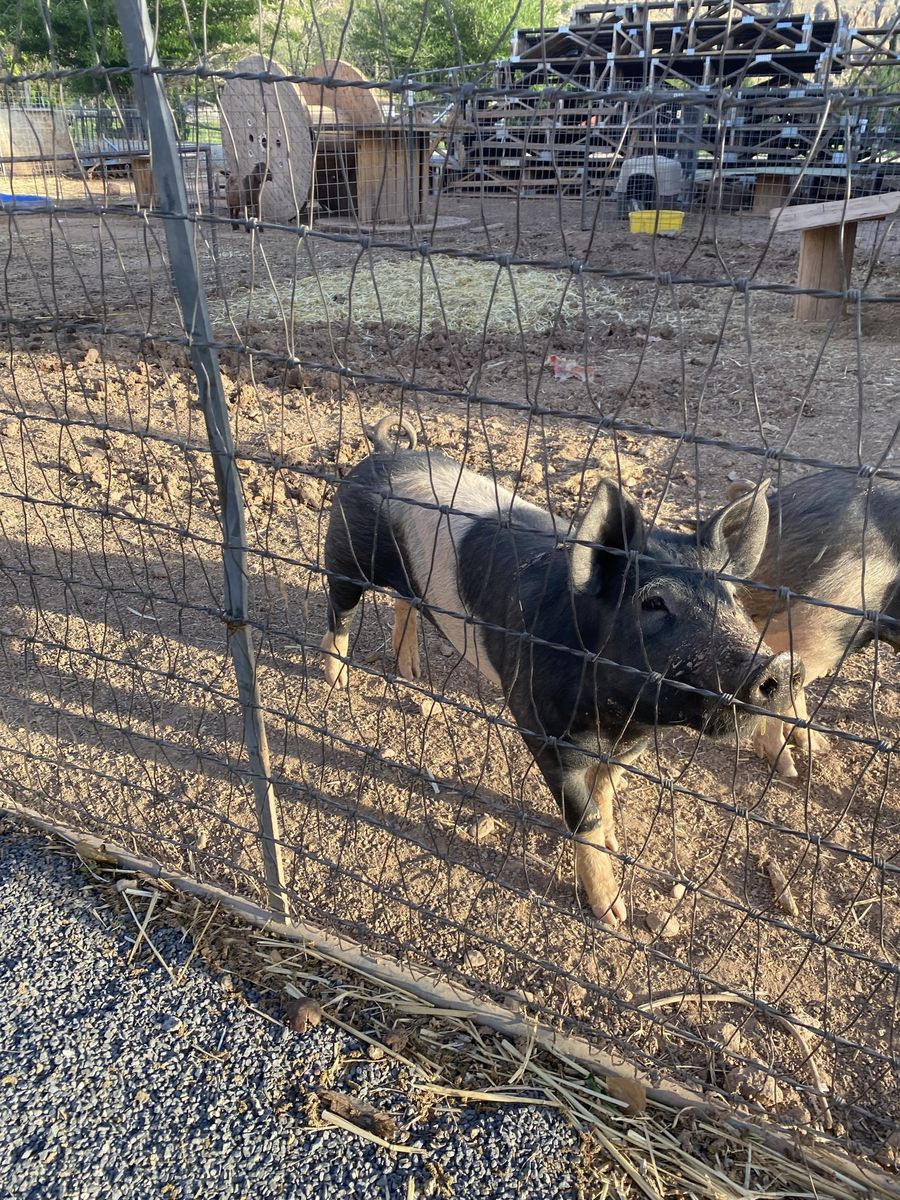 Show/Feeder Pigs Hampshire Yorkshire Cross