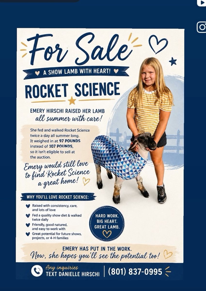 Show Lamb "Rocket Science" - 97 lbs, Friendly & Hand-Raised 4-H Livestock
