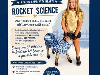 Show Lamb "Rocket Science" - 97 lbs, Friendly & Hand-Raised 4-H Livestock