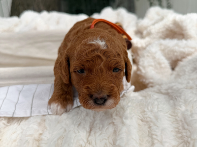 Beautiful Tuxedo F1B Mini Goldendoodles, Hypoallergenic, Puppy Culture Trained