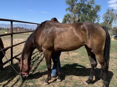 AQHA Gelding, 6 Years Old, Foundation Training, Ready for Roping/Barrel/Rodeo/All-Around