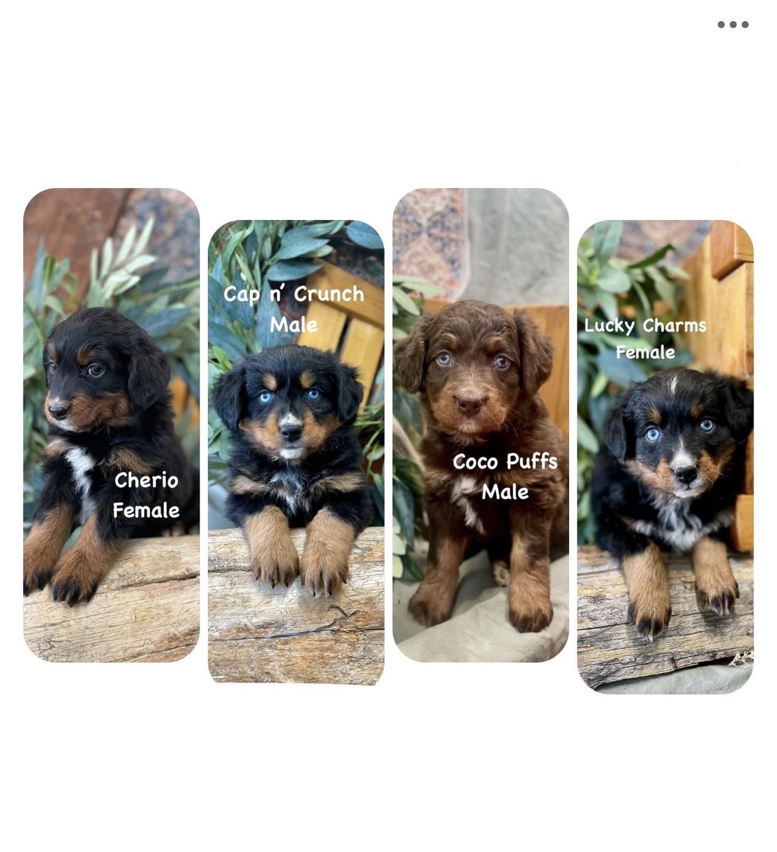 Australian Bernedoodle : Aussie Doodle