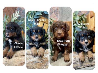 Australian Bernedoodle : Aussie Doodle