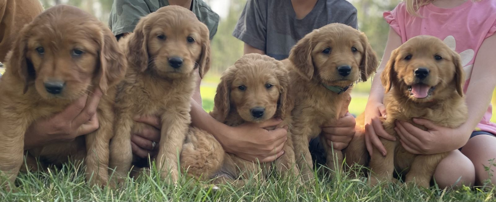 Field Golden Retrievers-Delivery available Idaho-Utah