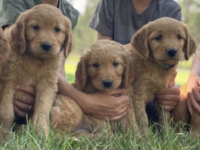 Field Golden Retrievers-Delivery available Idaho-Utah