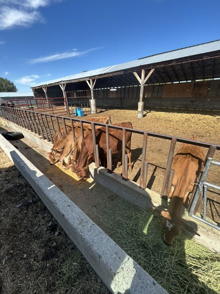 A2 Jersey Heifers Would Make Excellent Family Cows