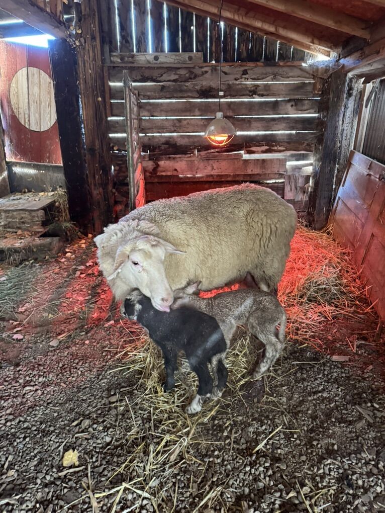 * PENDING SALE *Dairy Ewe And 2 Lambs EF X Lacaune