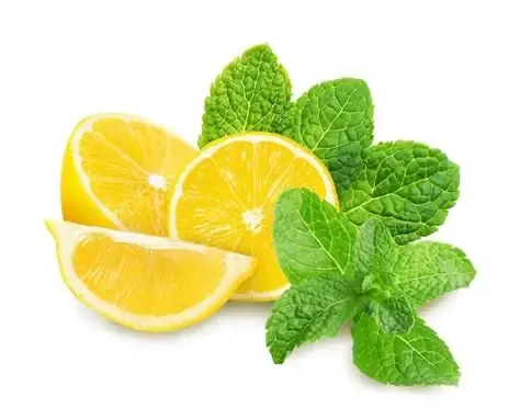 Lemon mint plant
