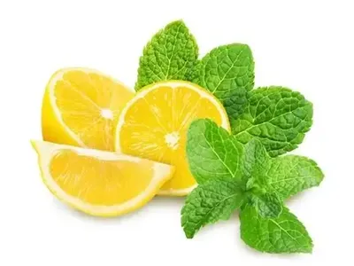 Lemon mint plant