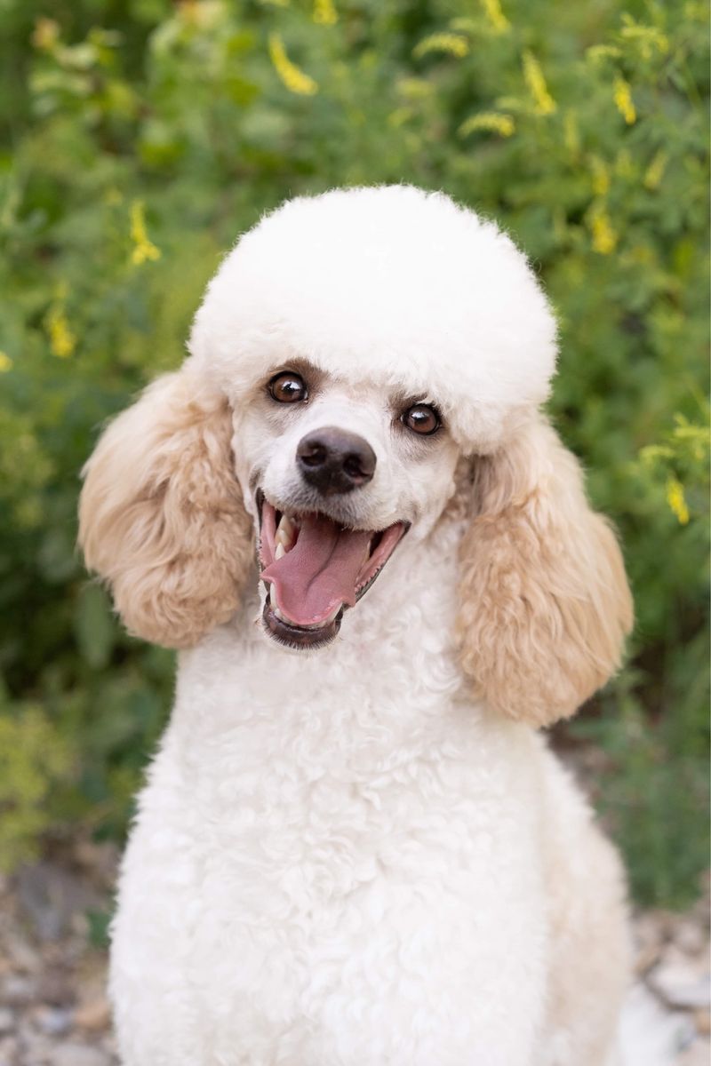 AKC Moyen Hidden Tri Poodle Stud