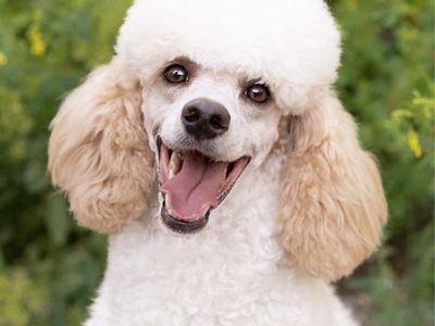 AKC Moyen Hidden Tri Poodle Stud