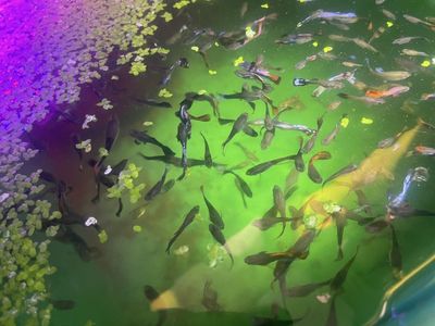 Mutt Guppies - Dragon, Koi, Mosaic Mix - Vibrant Freshwater Fish