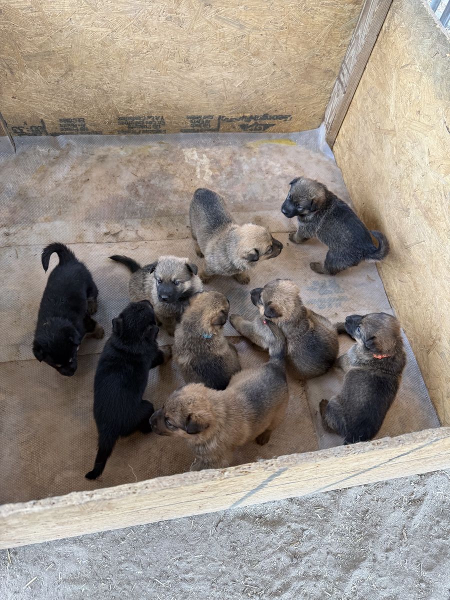 German Shepherd Mix Puppies - Ready Soon!