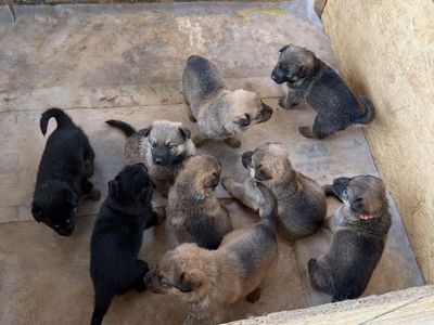 German Shepherd Mix Puppies - Ready Soon!