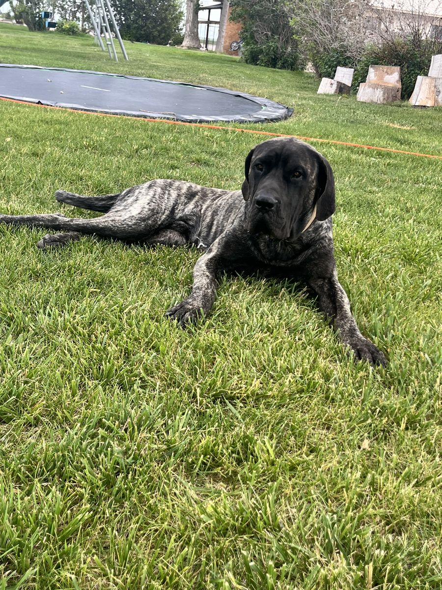 Mastiff stud- willing to discuss offers