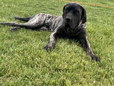 Mastiff stud- willing to discuss offers