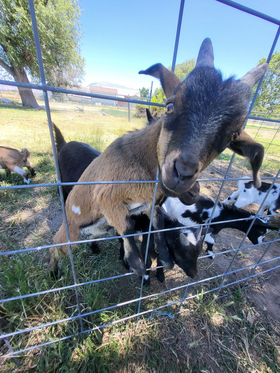 Male Nigerian dwarf goats