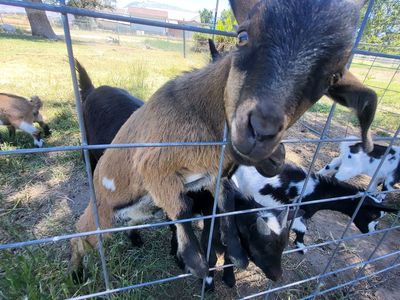 Male Nigerian dwarf goats