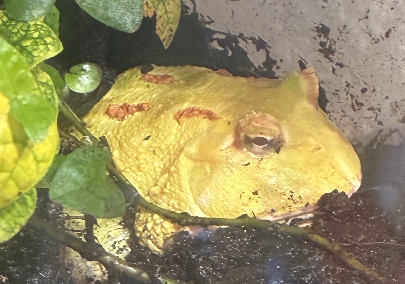 Pacman Frog
