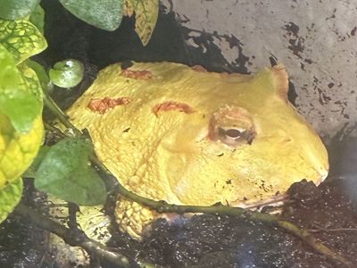 Pacman Frog