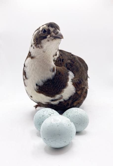 ready laying standard cellidon coturnix quail 