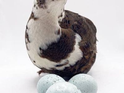 ready laying standard cellidon coturnix quail