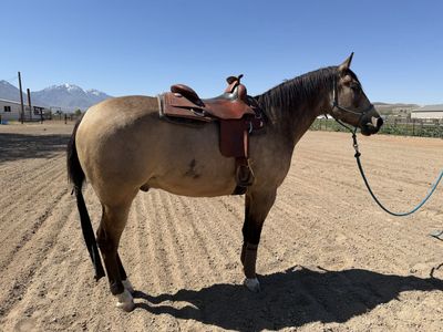 2022 AQHA Buckskin Gelding