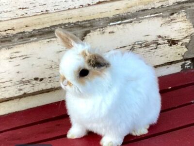 Holland Lop Rabbits