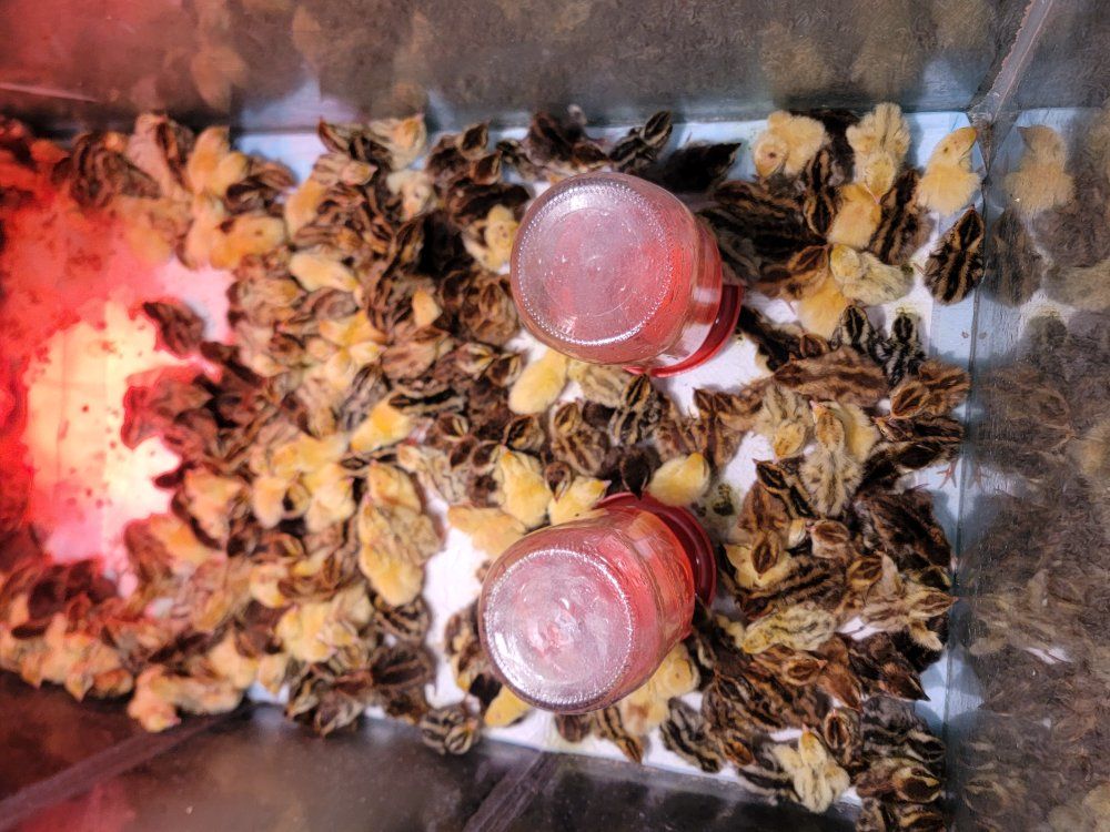 Coturnix quail chick's