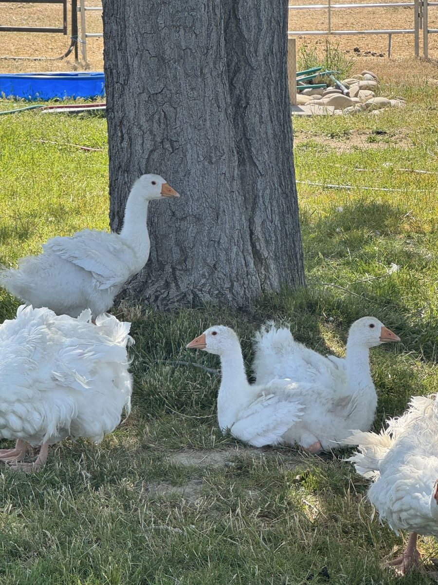 Sebastapol Goslings