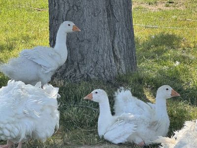 Sebastapol Goslings