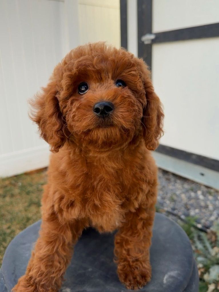 Gorgeous Mini Goldendoodle Puppies