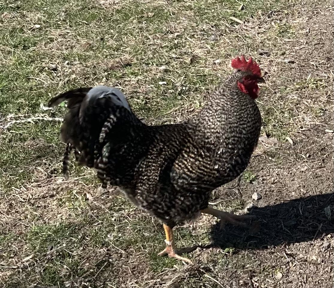 Free Rooster