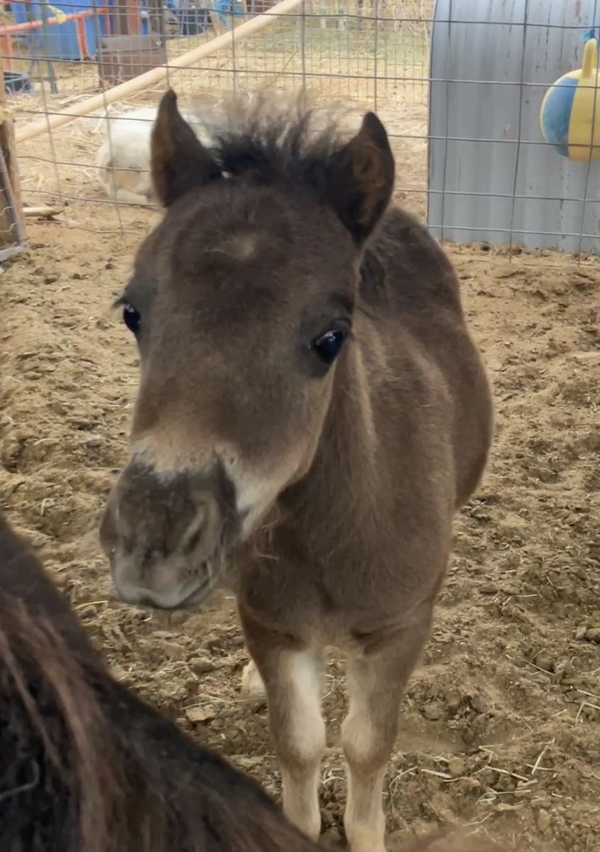 Mini / miniature horse filly