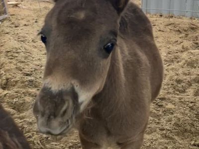Mini / miniature horse filly