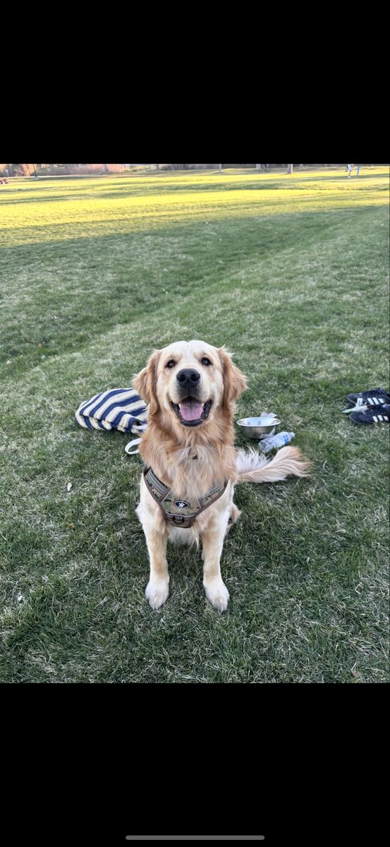 Golden Retriever Stud
