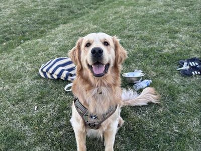 Golden Retriever Stud