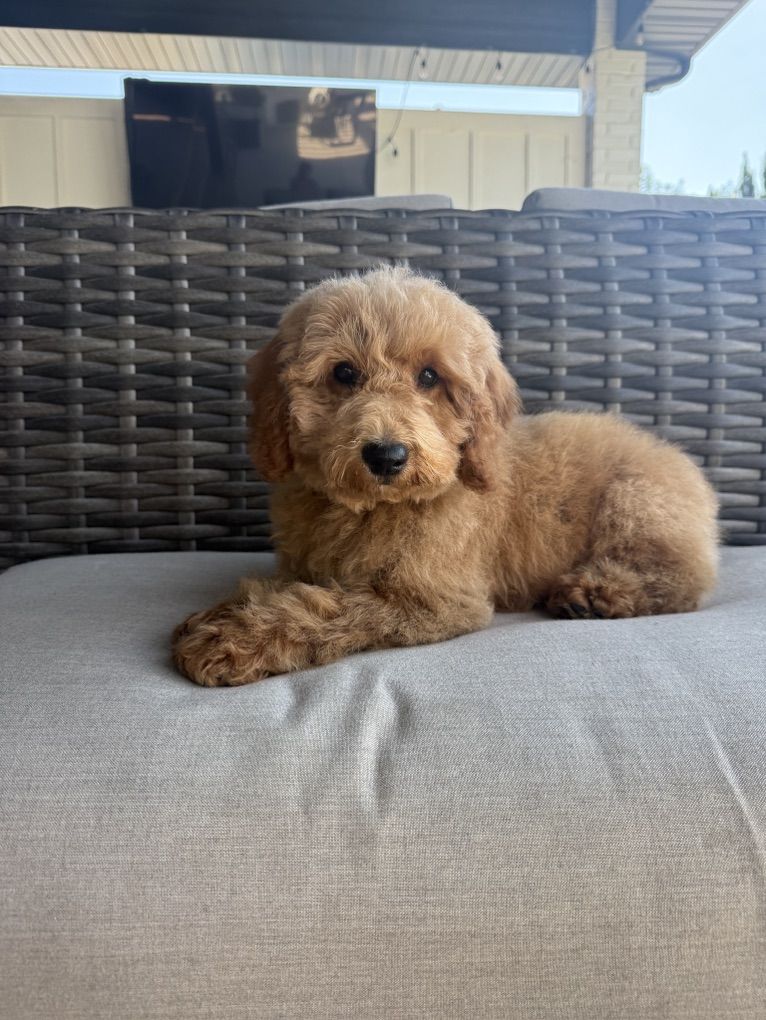 Darling Kennel Trained Mini Goldendoodle Puppies