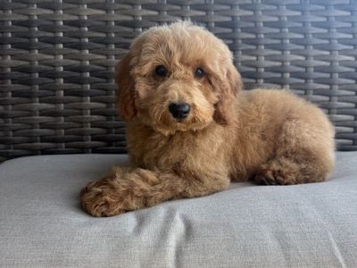 Darling Kennel Trained Mini Goldendoodle Puppies