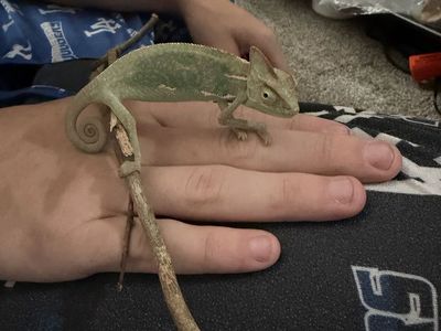 Chameleon
