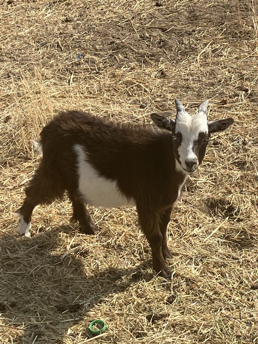Nigerian Dwarf Pigmy mix