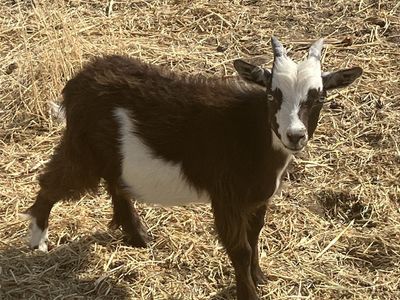 Nigerian Dwarf Pigmy mix