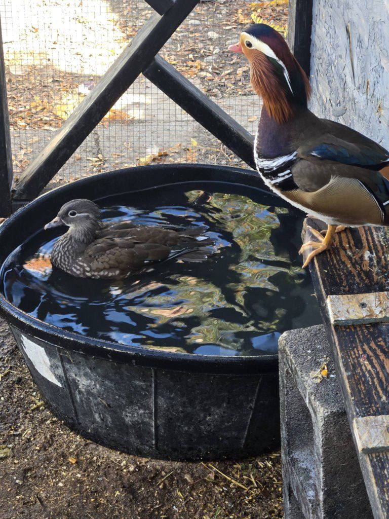 everything for chickens and Ducks