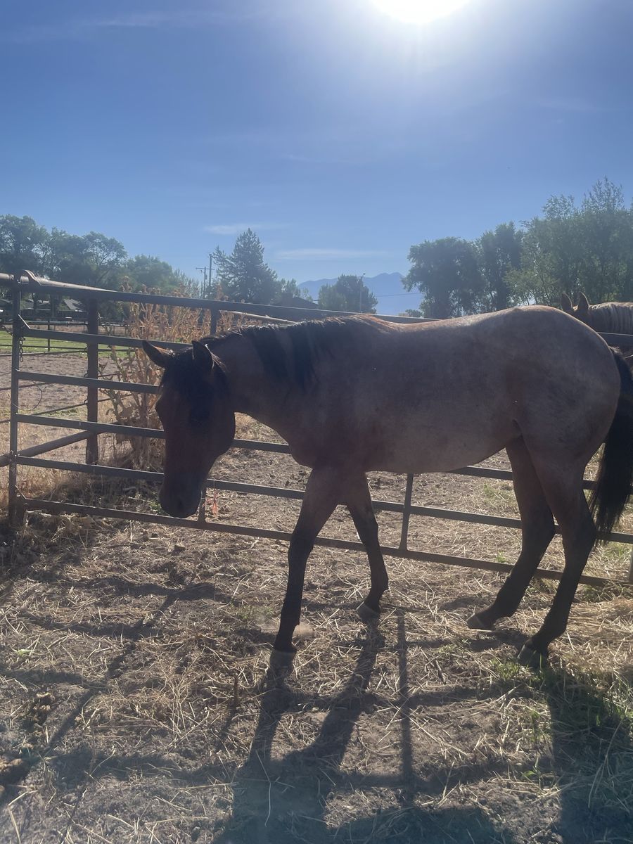 2-Year-Old Grade Filly