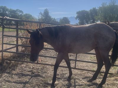 2-Year-Old Grade Filly