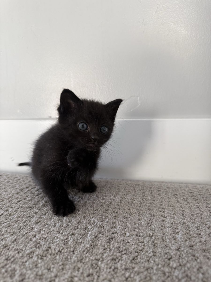 7 Week Fluffy Black Vaccinated Kitten