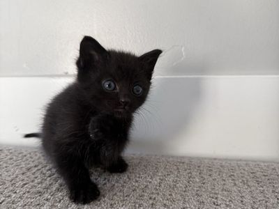 7 Week Fluffy Black Vaccinated Kitten