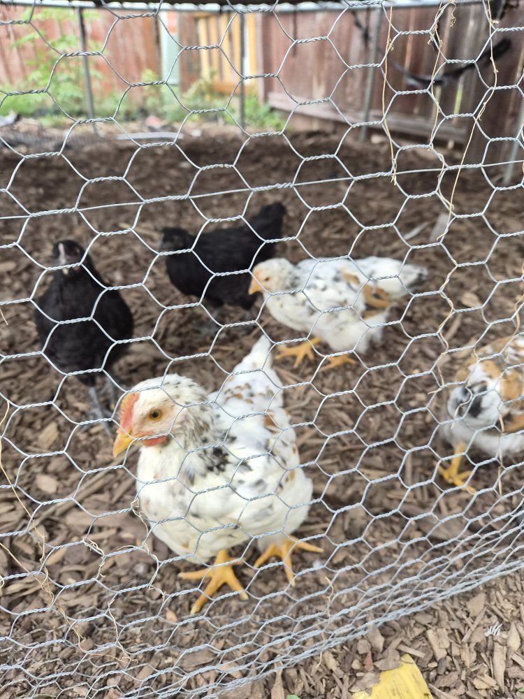 Aloha breed Cockerel -young rooster